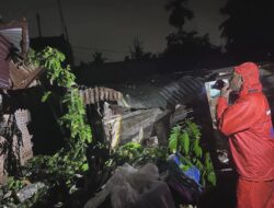 BPBD Payakumbuh Gerak Cepat Evakuasi Pohon Tumbang di Tiga Lokasi