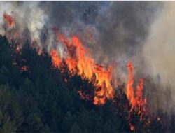 Api Hanguskan 3.200 Hektare Hutan di Spanyol