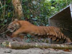 Konflik Harimau dan Manusia Kembali Terjadi di Pelalawan