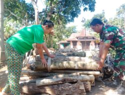Kayu Sisa Pembersihan Lahan Jadi Berkah
