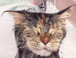 4 Alasan Kucing Suka Mengikuti Pemilik ke Kamar Mandi, Ternyata Bukan Sekadar Iseng
