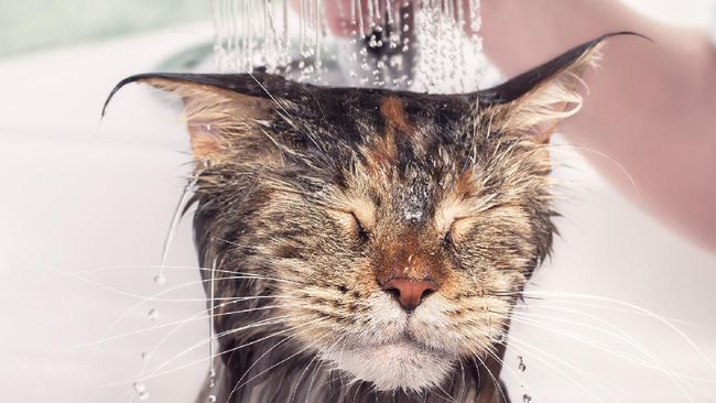 Perilaku ini ternyata bukan sekadar iseng. Ini 4 alasan kenapa kucing senang mengikuti pemiliknya ke kamar mandi.