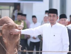 Walikota Solok Serahkan Sapi Korban Dari Presiden Prabowo Pada Panitia Masjid Istiqamah