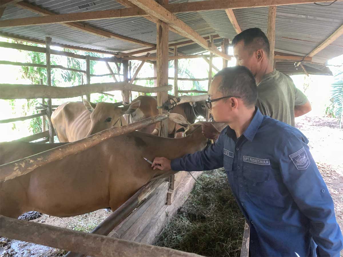 Dinas PKPP Solok Selatan Berikan Layanan Kesehatan Hewan Keliling