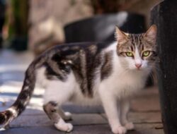7 Cara Mengusir Kucing Liar dari Rumah Tanpa Kekerasan