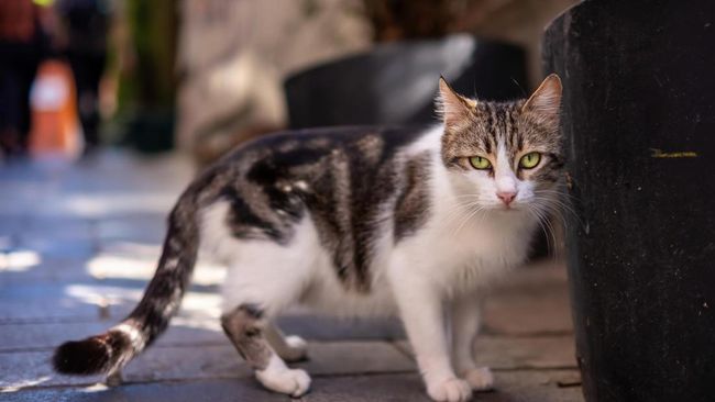 Berikut cara mengusir kucing liar dari rumah tanpa pakai kekerasan.