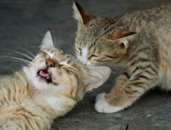 Kucing Bisa Stres, Kenali 5 Penyebab yang Sering Terjadi di Rumah