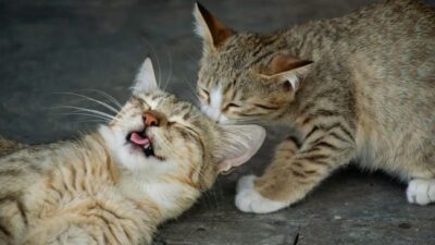 Kucing Bisa Stres, Kenali 5 Penyebab yang Sering Terjadi di Rumah