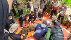 Kondisi harimau saat berhasil dievakuasi Tim BKSDA Sumbar