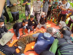 Harimau Pemangsa Ternak Berhasil Dievakuasi