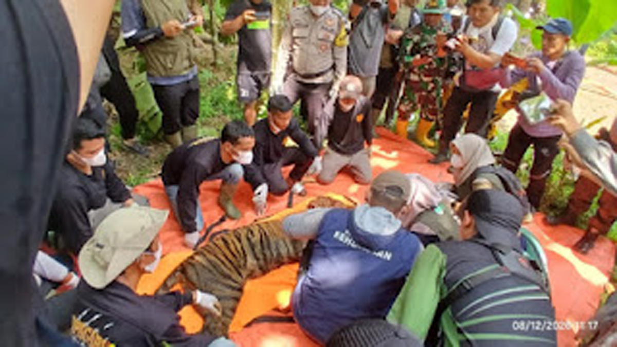 Kondisi harimau saat berhasil dievakuasi Tim BKSDA Sumbar