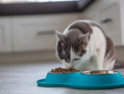 Jangan Asal Kasih Makan, Ini 6 Kesalahan Pemilik Kucing yang Bisa Berbahaya