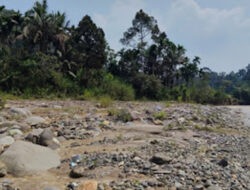 Gerakan Adopsi Pohon Digagas untuk Selamatkan DAS Sianok