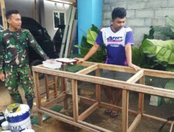 Budidaya Murai Batu Jadi Sumber Penghasilan