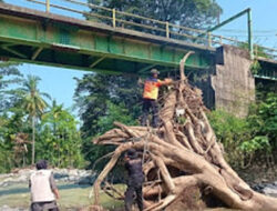 BPBD Padang Evakuasi Batang Pohon Raksasa yang Tersangkut di Bawah Jembatan Batu Gadang