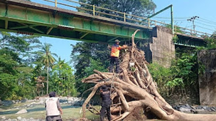 BPBD Kota Padang bekerja keras evaluasi pohon tumbang.