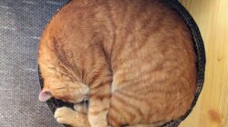 Ternyata ada alasan kenapa kucing tidur seharian.