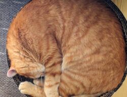 Mengapa Kucing Tidur Seharian? Ini 7 Alasan yang Perlu Diketahui Pemilik