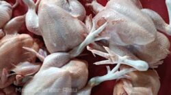 Harga daging ayam potong.