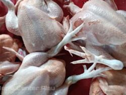 Harga Ayam Potong di Pasar Raya Padang Naik hingga Rp50 Ribu per Kilogram