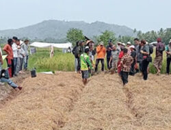 TTU dan Pesisir Selatan Tukar Pengetahuan Pertanian, Metode Sawah Pokok Murah Mulai Dipraktikkan