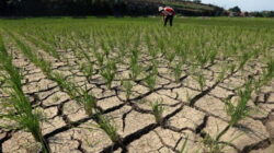Mentan Andi Amran Sulaiman memastikan pemerintah akan memperbaiki lahan sawah dan jaringan irigasi tersier yang rusak akibat gempa.