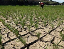 Pemerintah Siapkan Perbaikan Sawah dan Irigasi Rusak Akibat Gempa NTT