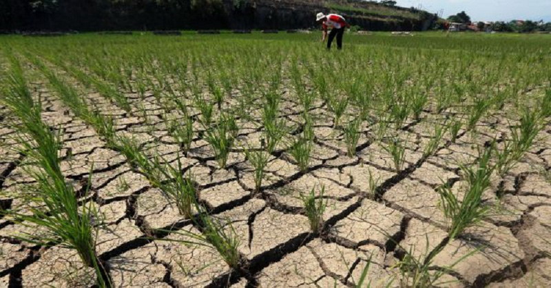Mentan Andi Amran Sulaiman memastikan pemerintah akan memperbaiki lahan sawah dan jaringan irigasi tersier yang rusak akibat gempa.
