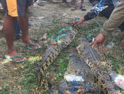 Jasad Siswa SD Korban Serangan Buaya di Mamuju Tengah Ditemukan, 5 Buaya Ditangkap Warga