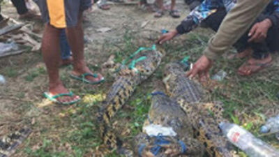 Jasad Siswa SD Korban Serangan Buaya di Mamuju Tengah Ditemukan, 5 Buaya Ditangkap Warga
