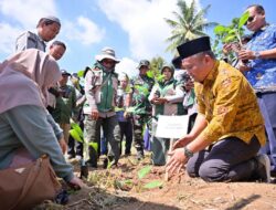 Pemko Payakumbuh Tanam 3.000 Bibit Pisang untuk Perkuat Pasokan Buah Lokal Program MBG