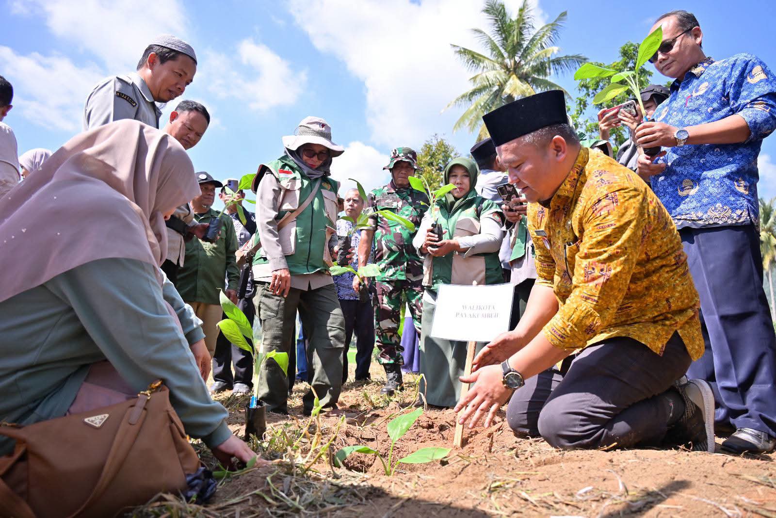 Pemko Payakumbuh Tanam 3.000 Bibit Pisang untuk Perkuat Pasokan Buah Lokal Program MBG