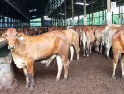 Pemerintah Siapkan Rp17 Triliun untuk Ekosistem Peternakan