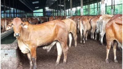 RI Bangun Ekosistem Peternakan Nasional Rp17 Triliun, 5 Kawasan Dikebut Rampung 2027.