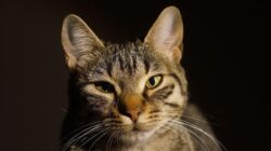 Kucing betina yang bertugas di Stasiun Nakanocho, Prefektur Chiba, Jepang itu menjabat sebagai kepala stasiun, setelah sebelumnya menjadi pegawai magang.