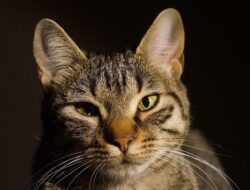 Kucing Jadi Kepala Stasiun di Jepang, Kini Jadi Magnet Wisatawan