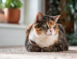 Pemilik Kucing Wajib Paham, 3 Gangguan Ini Banyak Ditemukan di Indonesia