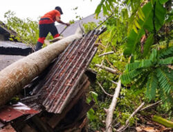 Pohon Tumbang Timpa PAUD di Pessel, Kerugian Rp10 Juta