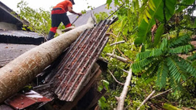 Hujan lebat dan angin kencang mengakibatkan sebuah pohon tumbang.