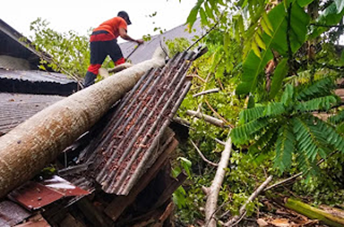 Hujan lebat dan angin kencang mengakibatkan sebuah pohon tumbang.