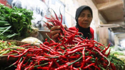 Harga beberapa jenis cabai di Pasar Raya Padang