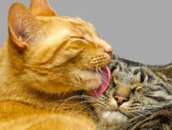 Mitos Kucing Oren Lebih Nakal, Benarkah?