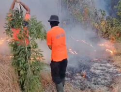 Hotspot Karhutla Nasional Naik Jadi 331 Titik