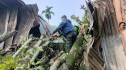 Pohon Kedondong Tumbang