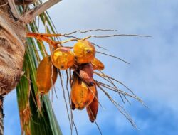 5 Mitos Kelapa Kuning yang Masih Dipercaya, Benarkah Punya Khasiat Istimewa?