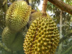 Taruko Sirukam Disiapkan Jadi Wisata Durian