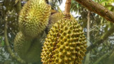 Buah Durian.