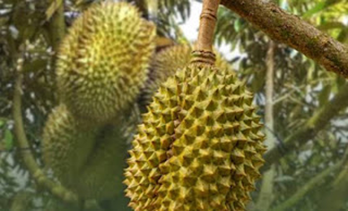 Buah Durian.