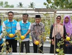 PLN Dukung Urban Farming Melon Hidroponik di Padang