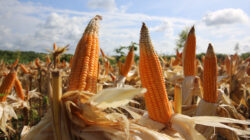 Panen raya jagung di Lampung mencatat hasil sekitar 10-15 persen lebih tinggi dibandingkan rata-rata panen di wilayah tersebut.